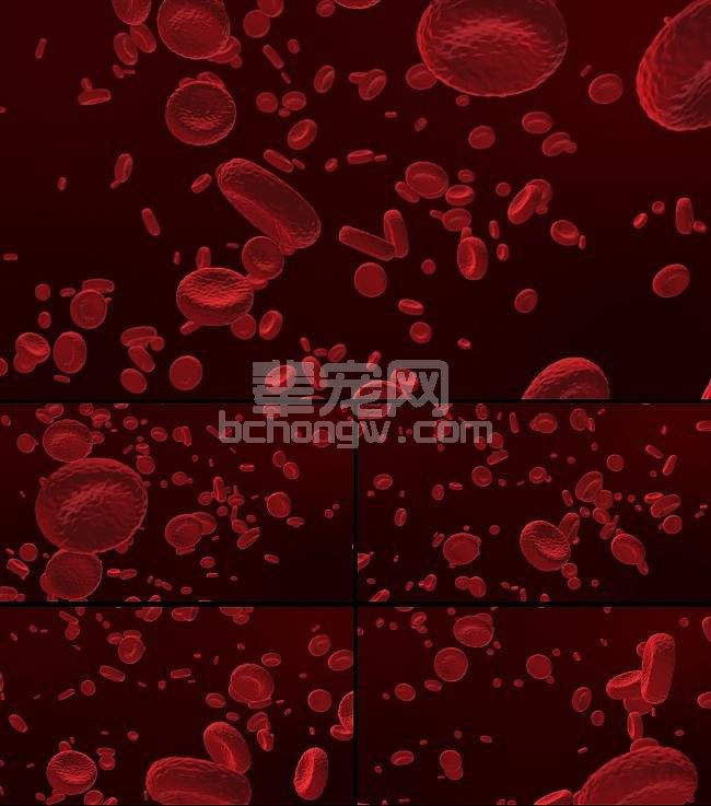 血细胞组织需求增加