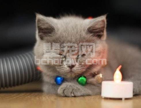 传染性诱发破坏