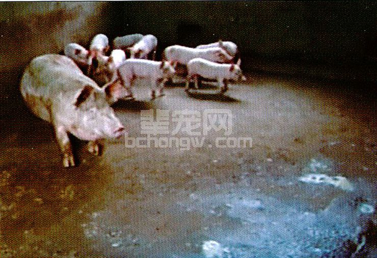 仔猪白痢