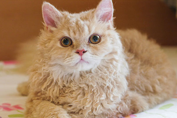 塞尔凯克卷毛猫