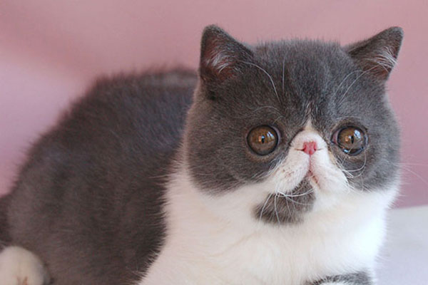 异国短毛猫