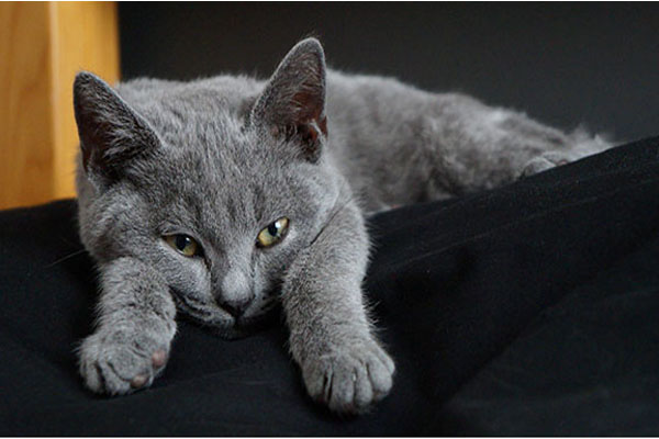 卡尔特猫