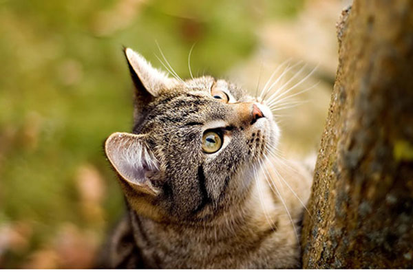 美国硬毛猫