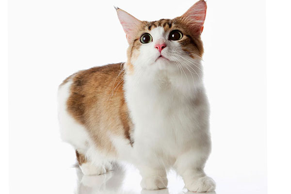 曼切堪猫