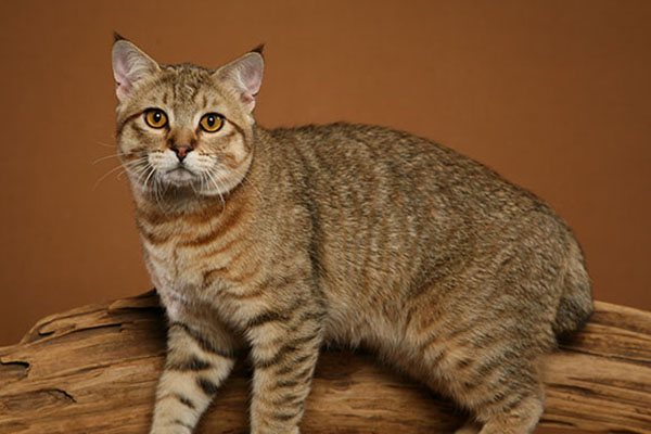 北美洲短毛猫