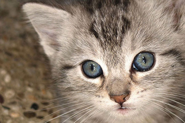 欧斯亚史烈斯猫