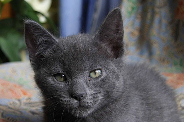 俄罗斯蓝猫