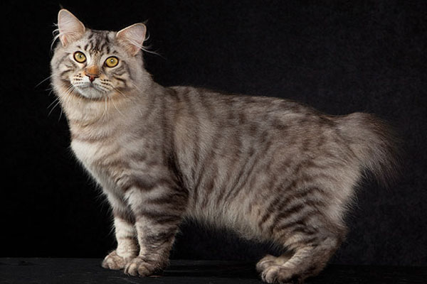 美国短尾猫
