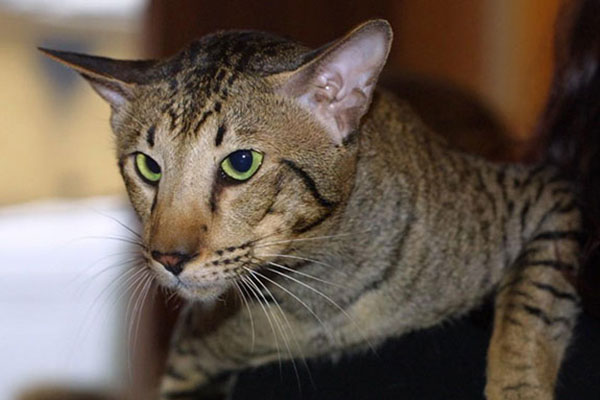 东方短毛猫