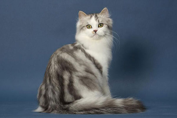 布履阑珊猫