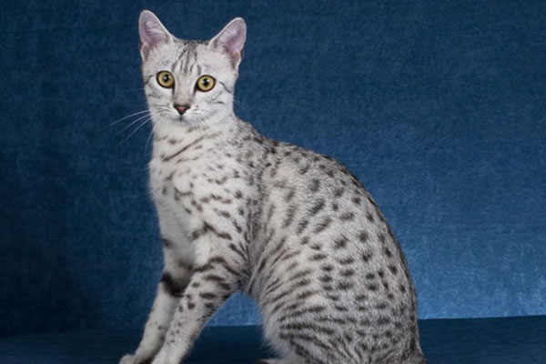 法老王猫