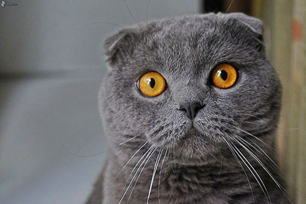 英国短毛猫