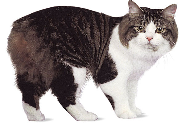 塞尔特猫
