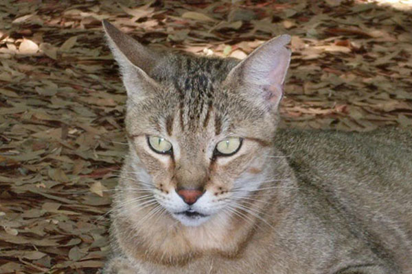 肯尼亚猫