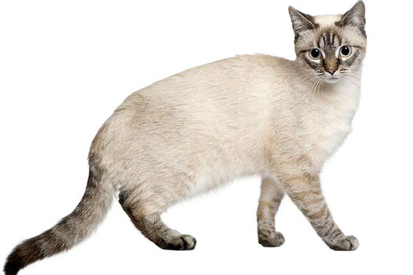 博美拉猫