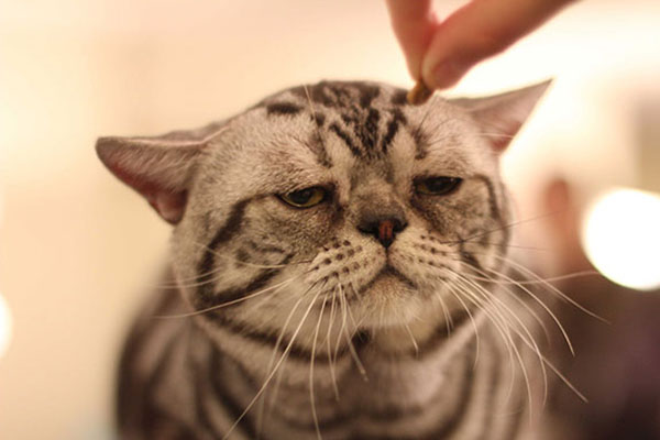 美国短毛猫