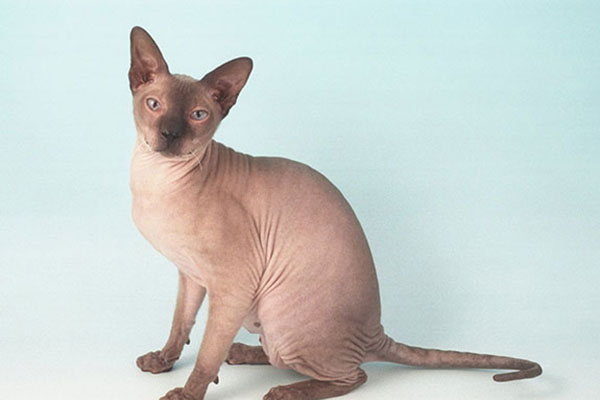 彼得秃猫