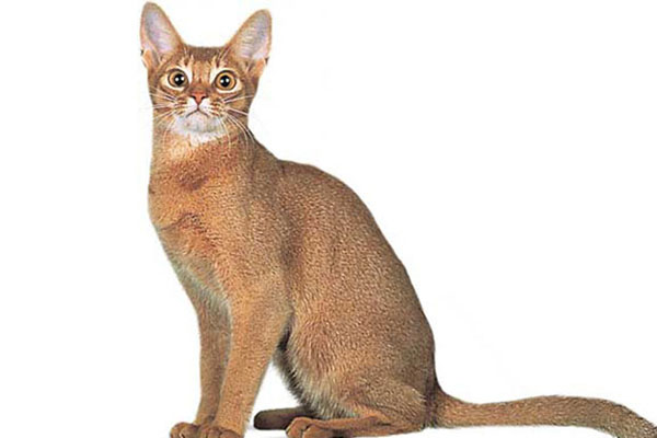 阿比西尼亚猫