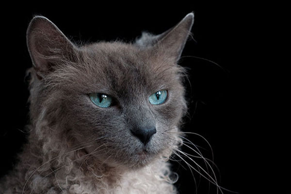 拉邦猫