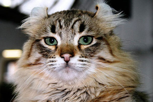 美国卷耳猫