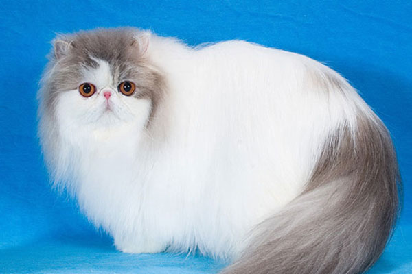 波斯猫