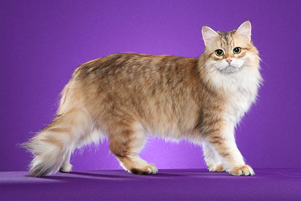 西伯利亚猫