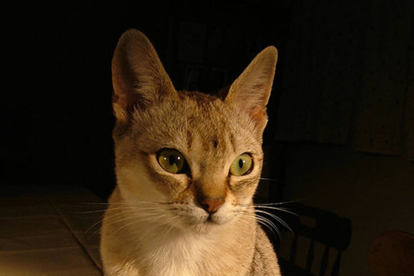 新加坡猫