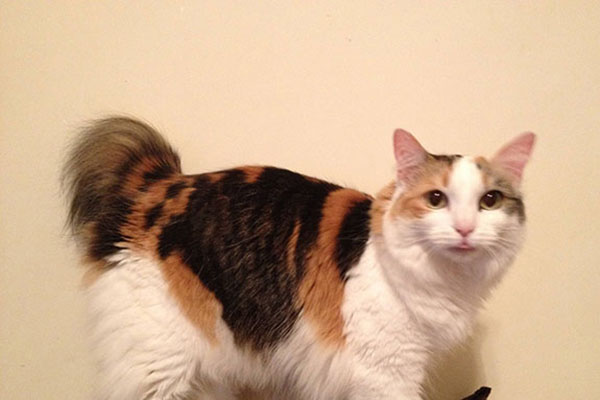 曼克斯猫