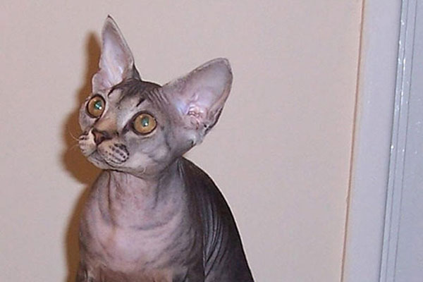 德文莱克斯猫