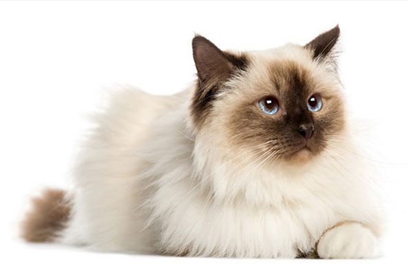 伯曼猫