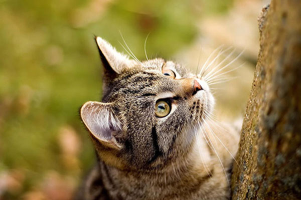 美国刚毛猫