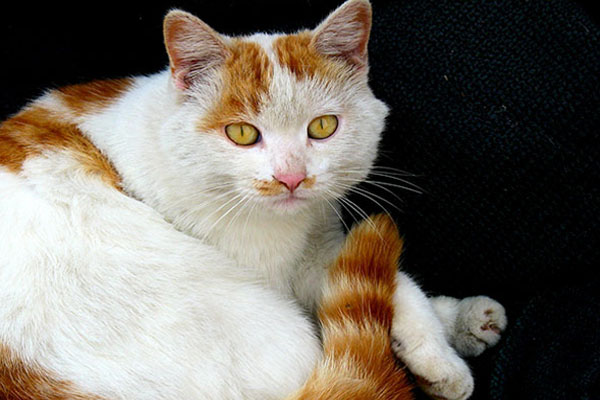 中华田园猫
