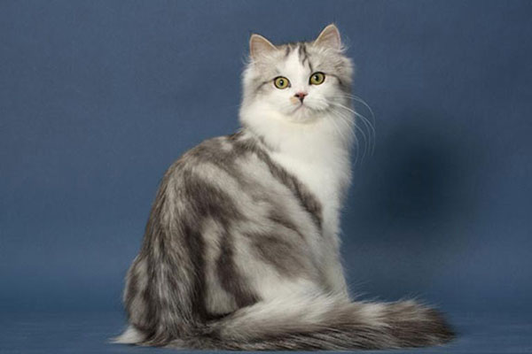 布娃娃猫