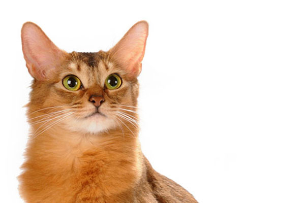 索马里猫