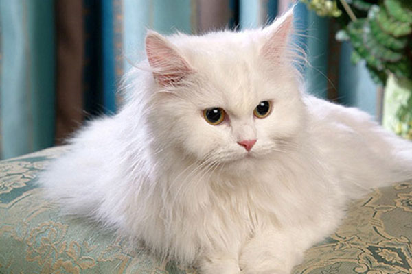 重点色长毛猫
