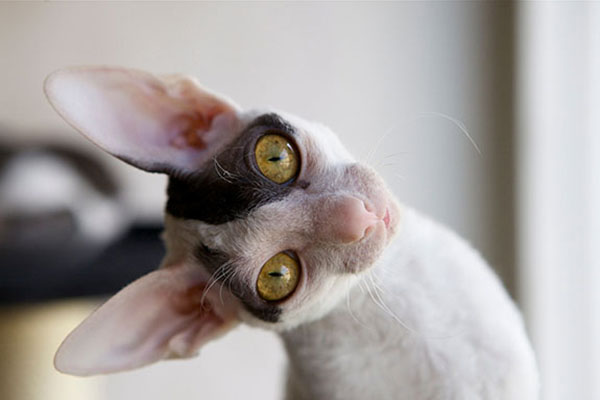 柯尼斯卷毛猫