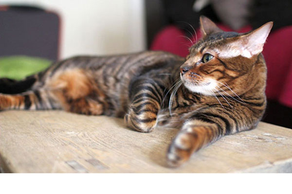 玩具虎猫