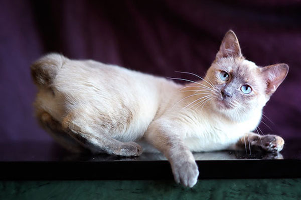 重点色短毛猫