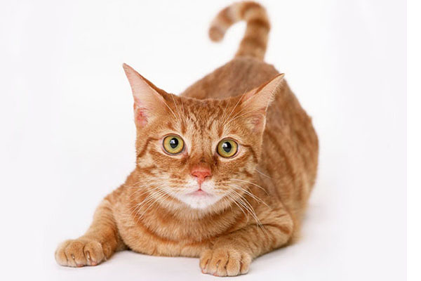 非洲狮子猫