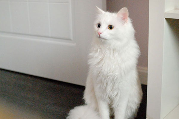 山东狮子猫