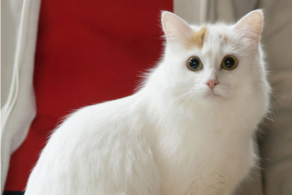 土耳其梵猫