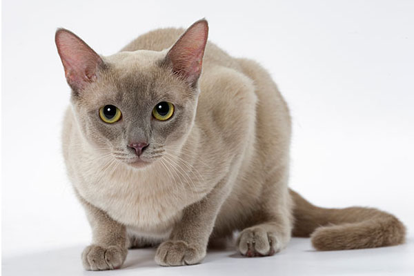 东奇尼猫