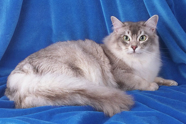 蒂凡尼猫