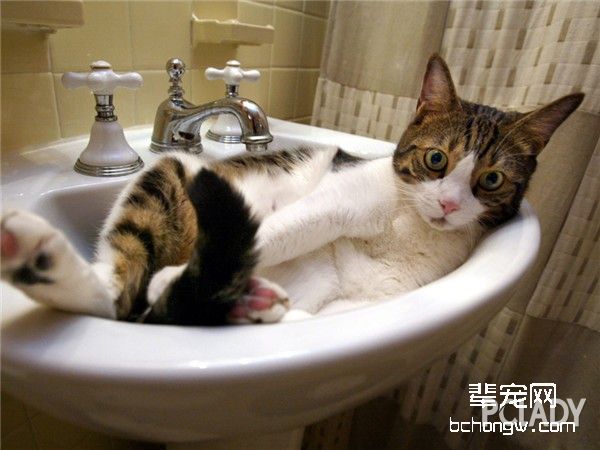 如何训练猫不上床