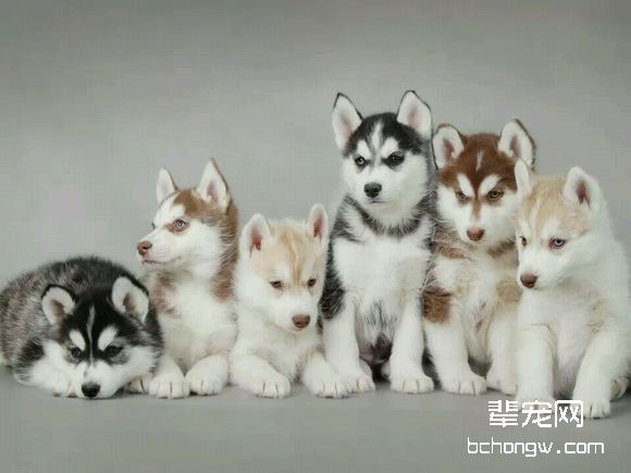 阿拉斯加雪橇犬