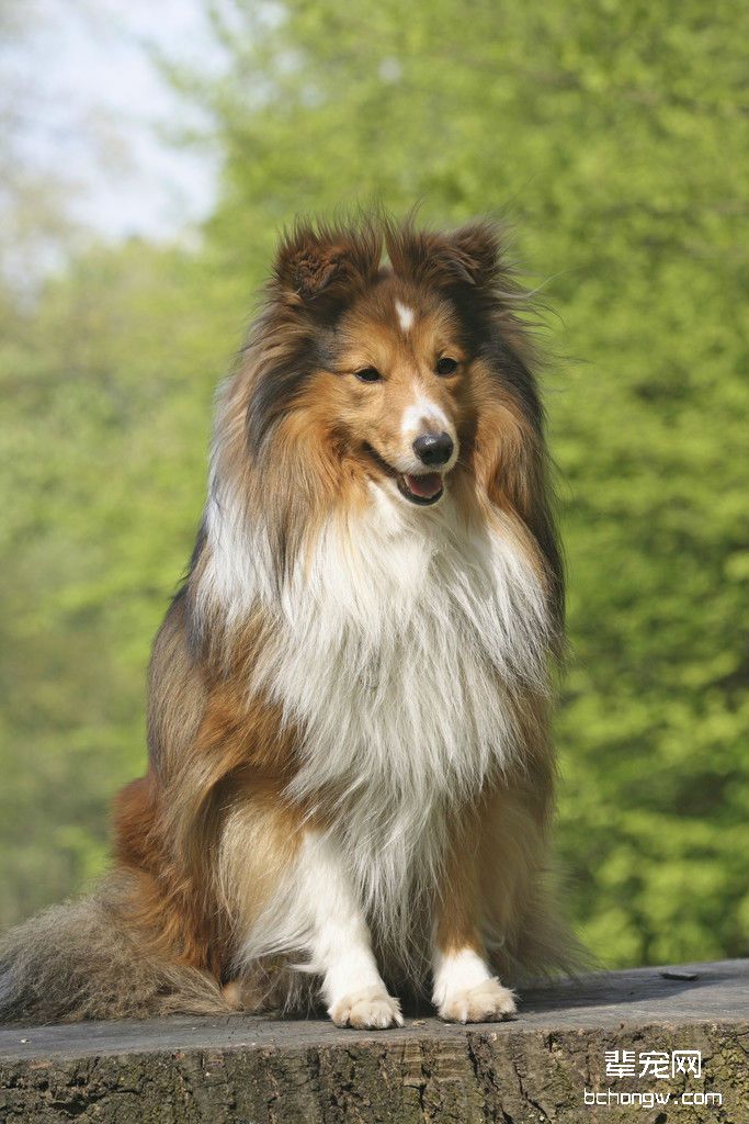 喜乐蒂犬