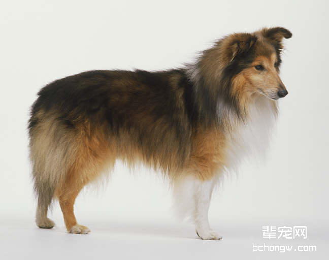 喜乐蒂犬