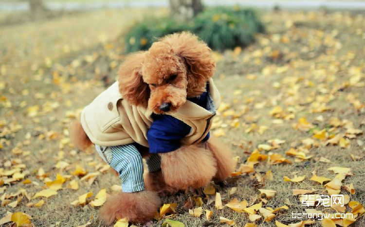 贵宾犬