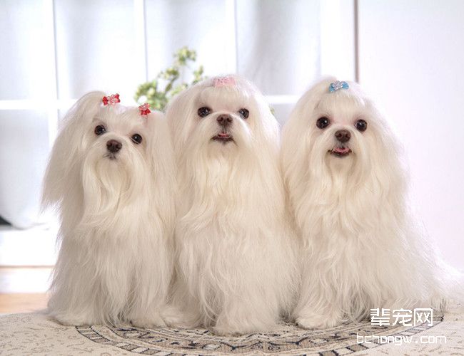 马尔济斯犬