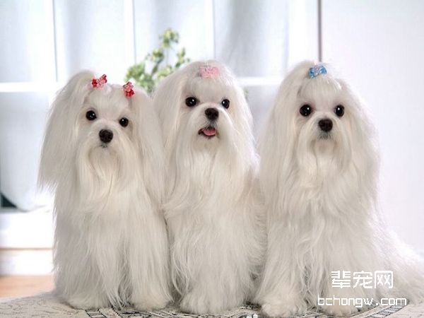马尔济斯犬